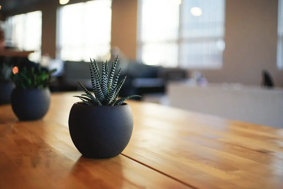 The modern Cactus single