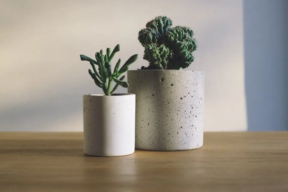 Minimalist cactus