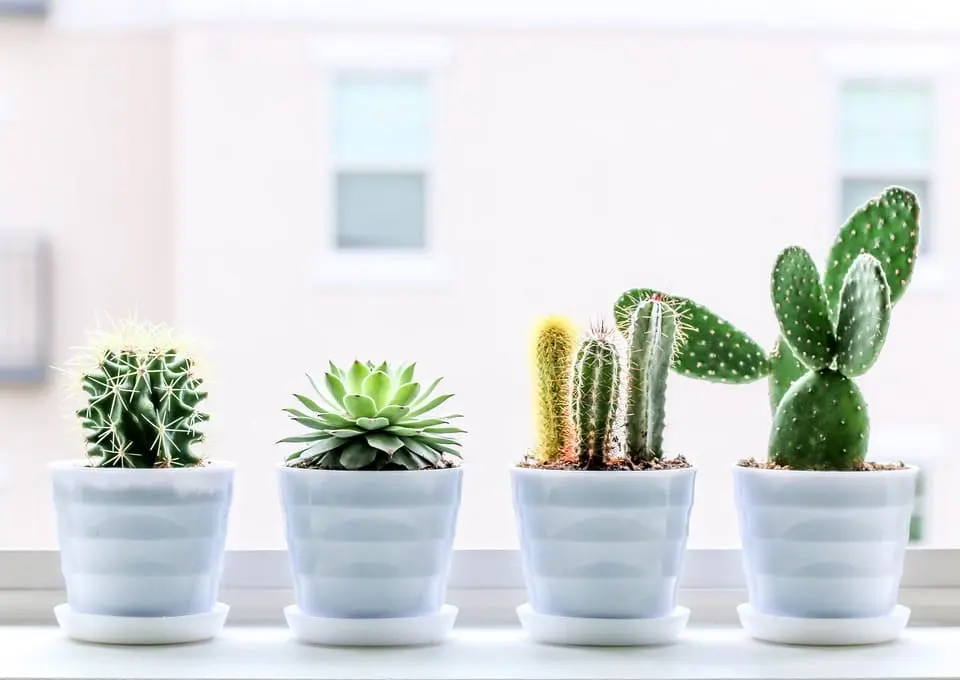 Succulent group