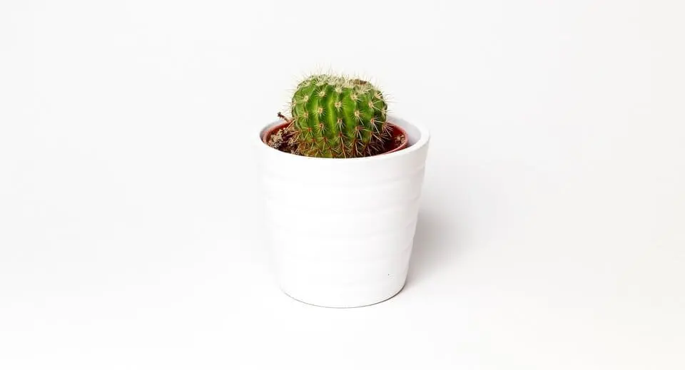 Modern Cactus couple